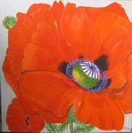 Orientalischer Mohn (Privatbesitz)