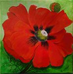 Papaver orientale