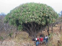 Der Drachenbaum