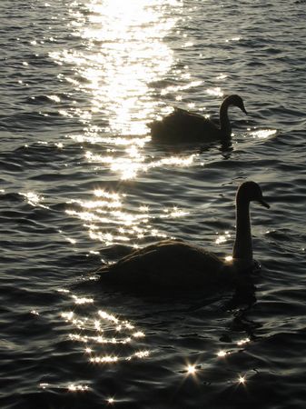 Junge Schwäne in der Abendsonne