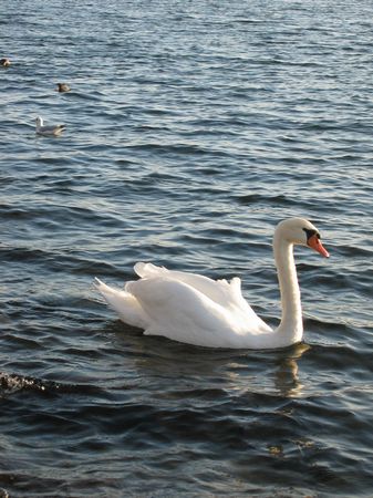 Mein lieber Schwan