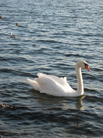 Mein lieber Schwan